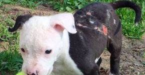 Bombeiro salva (duas vezes) a vida de cão que foi abandonado após sobreviver a incêndio
