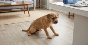 Por que o cachorro arrasta o traseiro no chão?