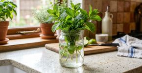 As 3 plantas de interior que crescem na água e perfumam a casa