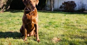 Resistente ao frio e apaixonado por água: conheça o Chesapeake Bay Retriever