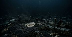 O primeiro grande evento de extinção da Terra foi pior do que pensávamos e pode ter exterminado quase 80% das espécies há 550 milhões de anos