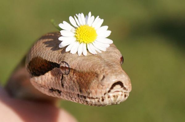 Internautas publicam fotos de cobras usando chapéu (Reprodução/Bored Panda)