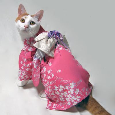 Gatos vestem quimono no Japão/ Imagem: Reprodução/ RocketNews24