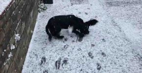 Cachorro comemora a chegada da neve e encanta a web