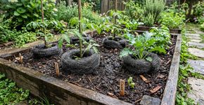 Proteja suas plantas com a palha de aço usada: o truque definitivo e super eficaz para manter os roedores longe do seu jardim