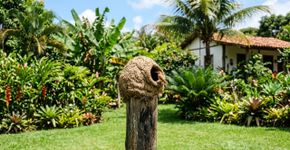 Ao encontrar um ninho de barro de joão-de-barro em casa ou no jardim, entenda o que isso quer dizer e por que é um bom sinal