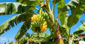 4 tipos de plantas frutíferas que não têm estação definida para o seu jardim