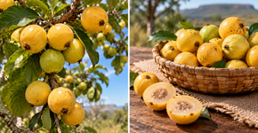 O fruto do Cerrado que amadurece rapidamente e exige atenção na hora da colheita