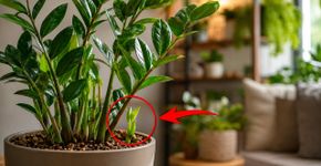 Zamioculca: 5 benefícios de cultivar essa planta em casa e como ajudar no surgimento de novos brotos
