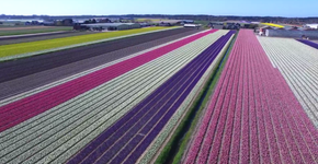 Drone mostra as belezas dos campos de flores da Holanda