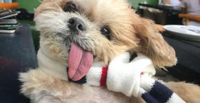 VÍDEO: Conheça Marnie, a cachorrinha mais fofa da internet