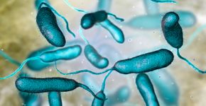 Foto: (Dr_Microbe/istock)