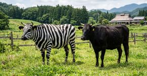 Cientistas pintaram vacas pretas com listras brancas para ver se as marcas das zebras afastam moscas picadoras, e as vacas pintadas atraíram 50% menos moscas, reforçando a teoria de que as zebras desenvolveram sua coloração não para camuflagem ou para se protegerem do calor, mas como um repelente natural de insetos