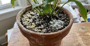 O que é a camada branca que aparece sobre a terra das plantas em vasos e como eliminá-la?