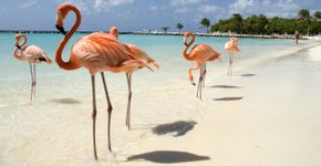 Foto: (VanWyckExpress/iStock)