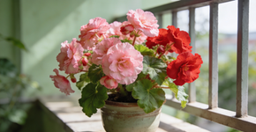 A flor delicada que cabe em vaso e floresce várias vezes ao longo do ano