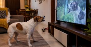 O cachorro late para a televisão porque reconhece o cão na tela? Um experimento testou isso