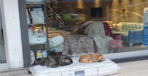 Comerciante doa colchão para cachorros dormirem em frente à sua loja