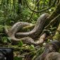 Da redação: Indonésia resgata uma cobra selvagem considerada a mais longa do mundo, e a operação revela a convivência delicada entre animais gigantes e as comunidades que vivem ao seu redor