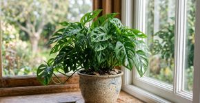 Horticultores explicam por que algumas plantas parecem parar de crescer durante semanas