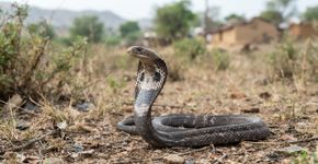 A mesma cobra-indiana produz venenos diferentes conforme a região da Índia, e isso pode fazer o antiveneno perder eficácia