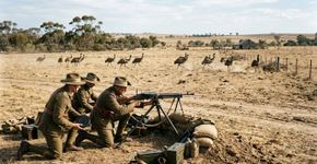 A guerra em que a Austrália levou metralhadoras para enfrentar emas e não conseguiu controlar as aves