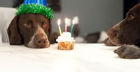 Descubra como calcular corretamente a idade do seu cão