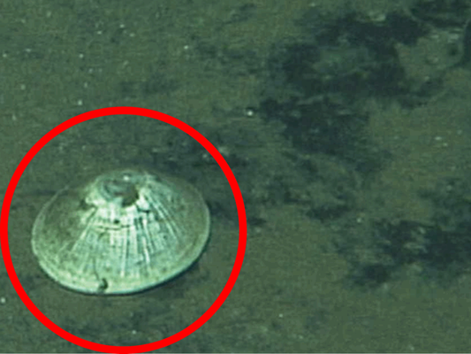 Descoberta submersa a quase 6 km abaixo do oceano