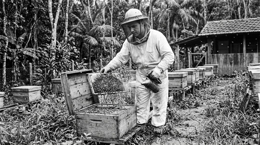 As abelhas africanas apresentavam características interessantes para a produção, mas também eram muito mais defensivas.