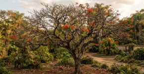 A árvore-do-flamboyant perde as folhas antes de florescer e o motivo faz parte do seu ciclo