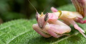Ele simulou um ecossistema pós-apocalíptico em miniatura, e substâncias tóxicas começaram a transformar a disputa entre insetos predadores