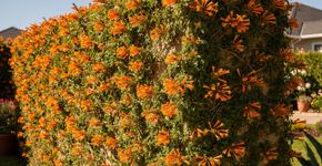 A flor trepadeira que floresce quase o ano todo e é ideal para decorar a cerca do jardim