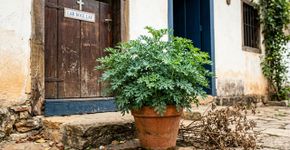 O que significa uma planta de arruda secar no seu jardim?