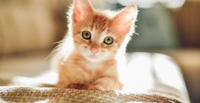 Foto: (RalchevDesign/iStock)