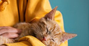 Foto: (Manuta/istock)
