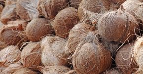 Foto: (Gwoeii/Shutterstock)