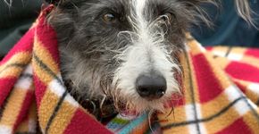 5 dicas para proteger seus animais do frio