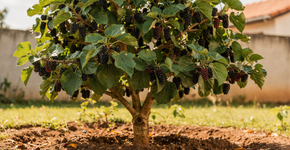 O arbusto mágico que dá frutinhas escuras com sabor de geleia caseira
