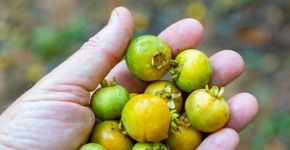 Gabiroba: benefícios da fruta pouco conhecida que é rica em fibras