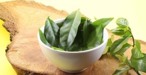 Ora-pro-nóbis: 7 motivos para incluir a planta na alimentação