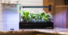 Empreendedor cria estufa caseira para cultivo de plantas