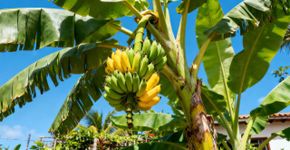 4 tipos de plantas frutíferas que não têm estação definida para o seu jardim