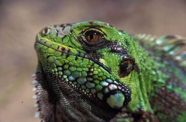 Iguana - por João Vital Souto