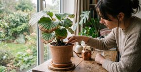 O que significa quando as pontas das folhas da sua planta estão marrons e secas, e como você pode resolver isso?
