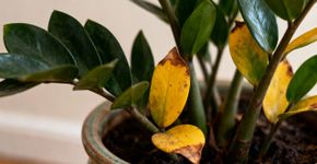 Coloque isso nas suas zamioculcas e as folhas vão voltar a ficar com vida. Um truque caseiro simples e fácil
