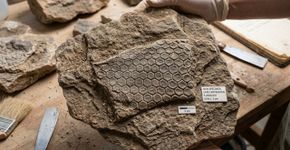 As pegadas de pele de réptil mais antigas já vistas foram descobertas na Alemanha, e o mais surpreendente é que elas têm quase 300 milhões de anos
