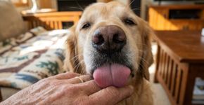 O que significa quando seu cão lambe seu rosto, mãos ou pés