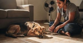 Veja agora como identificar a dor em pets e saiba o que fazer para ajudar seu melhor amigo