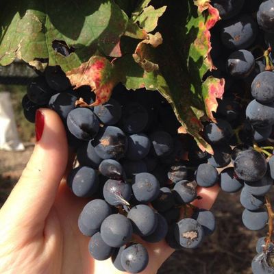 A diferença entre os vinhos premium e os mais populares começa já na plantação das uvas. 
