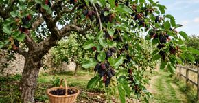 O doce natural que marcou sua infância e hoje atrai uma verdadeira orquestra de pássaros para sua janela